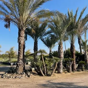 phoenix Dactoliferia Date Palms