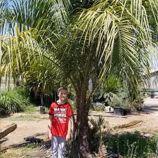 Mule palm on site at Sago Rey Palms
