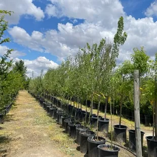 We also grow trees, Fruit and Shade trees