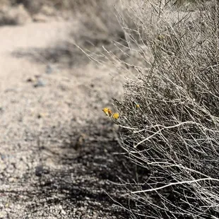 Blooms Among The Desert