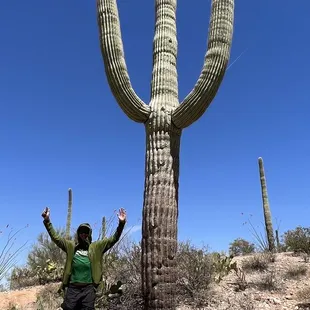 Saguaro Cactus
