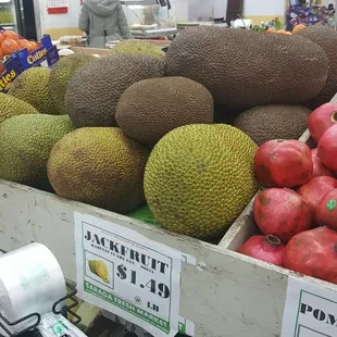 This is a huge jack fruit...