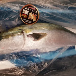 Kan-buri( Winter-yellowtail) from Hokkaido, Japan