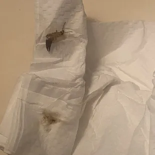 Insect found in the vegetable bag that came with a pho order. Earwig maybe?