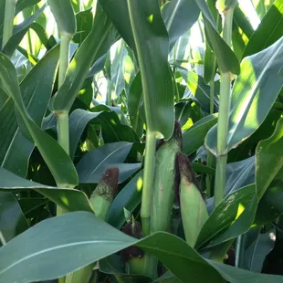 Fresh corn