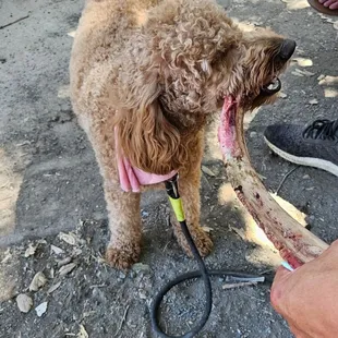 Doggie approved tomahawk