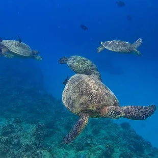 Turtle Canyon Snorkeling