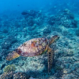 Turtle Canyon Snorkeling