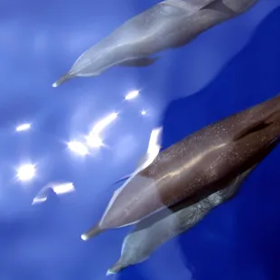 Bottle nose dolphins off of the starboard side of SV Shalimar