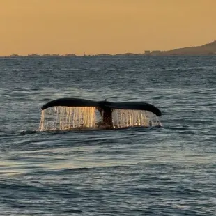 It&apos;s Whale Season! Sailing Beauty Private Luxury Sailboat Charters give you an opportunity to see whales during season on O&apos;ahu Book Now!