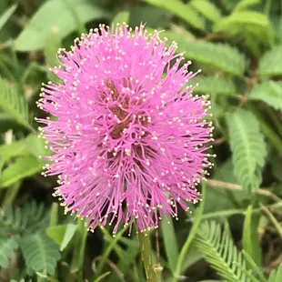 Flowers in grass