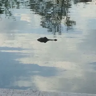 Don&apos;t swim in the pool