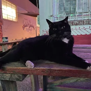 Brat cat, be warned