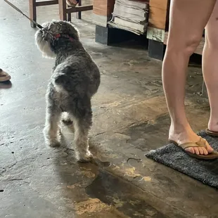 Furry friends seemed to be welcome
