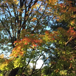 Autumn colors!  Tree near where we sat on the deck
