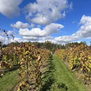 rows of vines in autumn