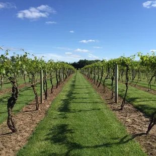 Beautiful vineyards on site