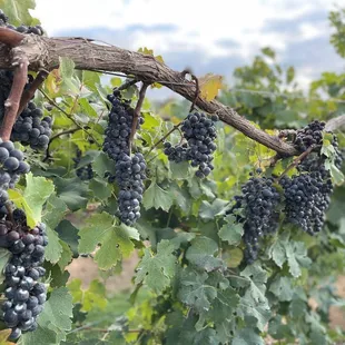 a bunch of grapes hanging from a vine