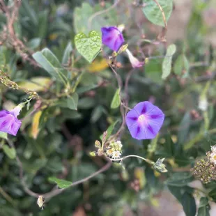 a close up of purple flowers