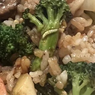 Worm in my food