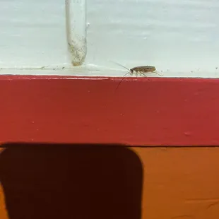 If you like watching roaches run past you when you then this the place to come