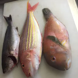 food, sushi and sashimi, sushi, sashimi