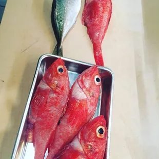 Special fresh fish