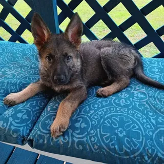 Jo P.