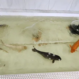 Big koi but not so much room