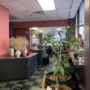 a plant in a pot in the middle of the room