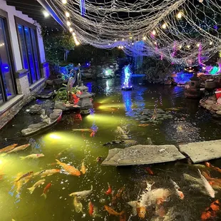 Koi pond
