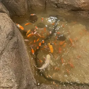 Cute koi fish :)