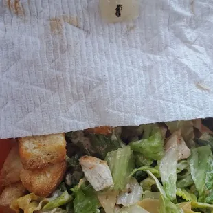 Roaches