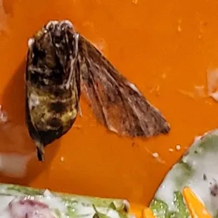 Some kind of flying bug