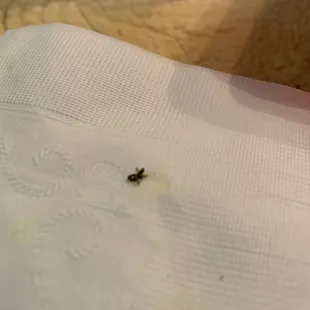 Insects must be the special ingredient.