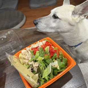 Jax thought the chicken smelled pretty good.