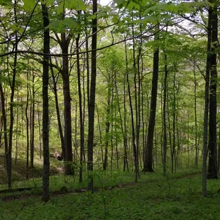 Pea Ridge, early May