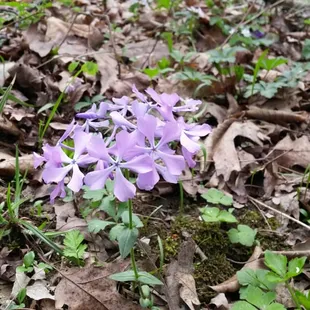 Wild phlox