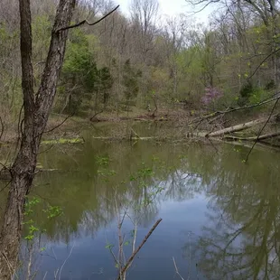Pond at the start of Pea Ridge Loop Trail.