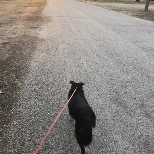 Lady walking down the street