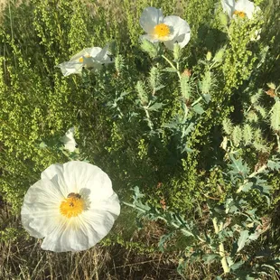 Mother Nature abounds at Salisbury Park