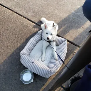 a small white dog sitting in a dog bed