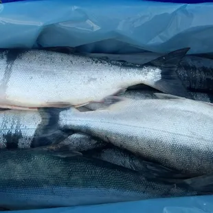 Wild Alaskan Salmon ready to fly to San Diego!