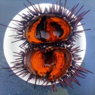 Live Sea Urchin