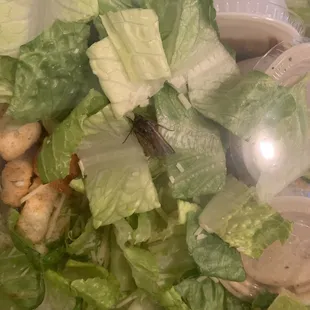 Moth in Caesar salad