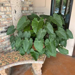 Beautiful plant out front