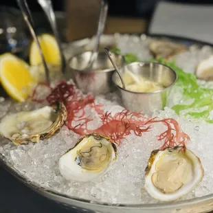 oysters