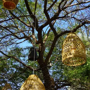 a tree with hanging bird cages