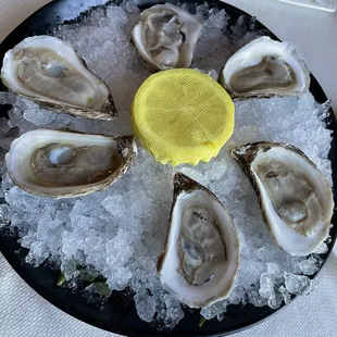 Oysters from New Brunswick, Canada