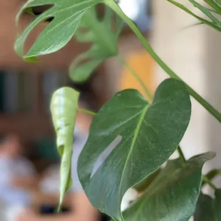 The plants are happy